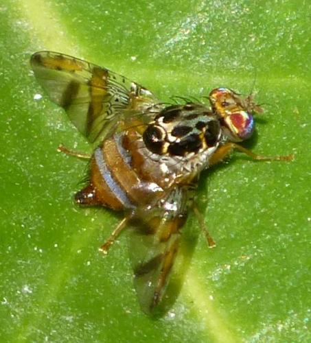 Réf. 242 756 : Ceratitis capitata